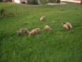 /album/beeeee/snimek-062-jpg/